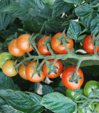 Rajče koktejlové Primabella - Solanum lycopersicum - semena rajčete - 6 ks
